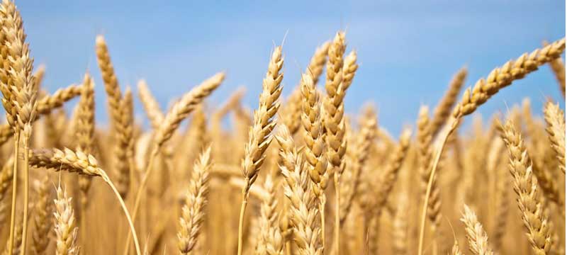 Lughnasadh Sabbat - Grains