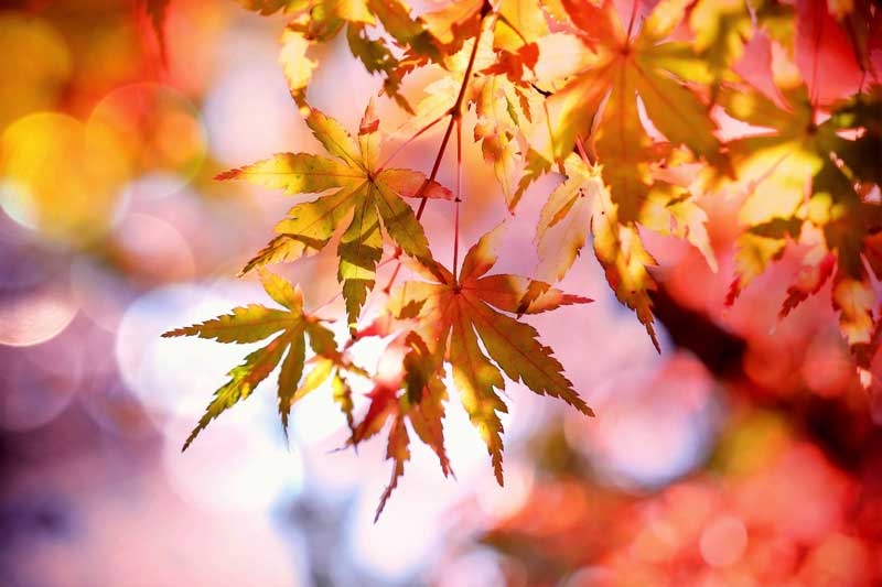 Wheel of the year - Mabon Sabbat - Autumnal Equinox