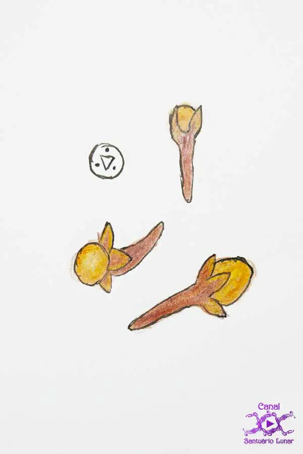 Clove Incense - Clove drawing