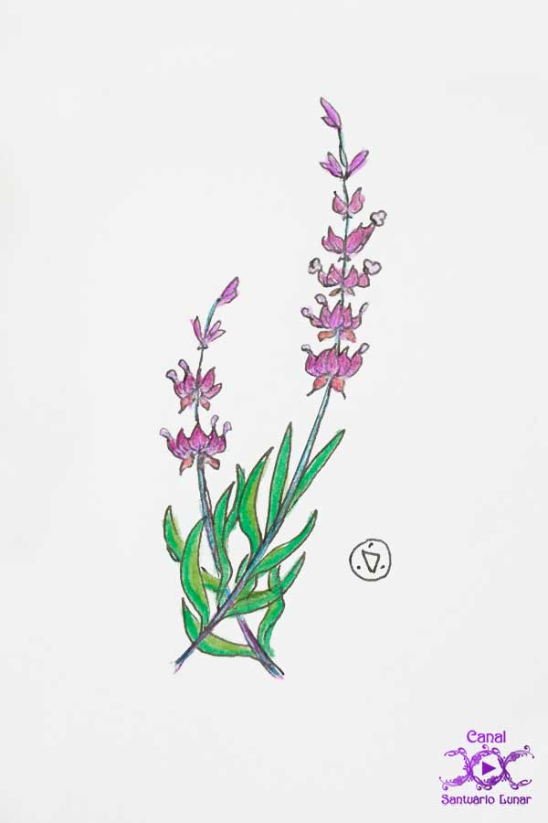 Incenso de Lavanda - Lavanda, desenho à mão