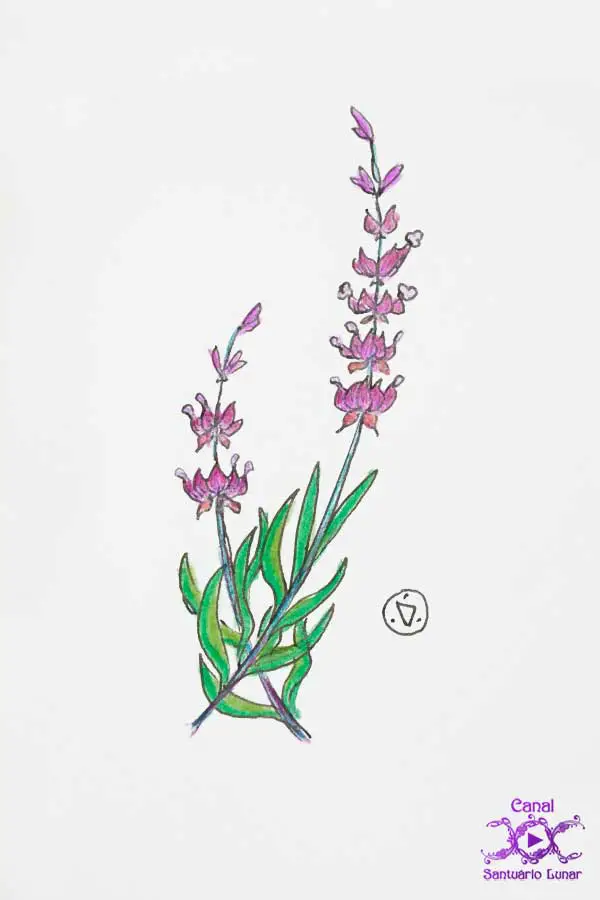 Lavender Incense - Lavender drawing