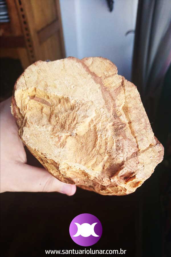Um pedação de Palo Santo visto por cima