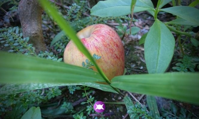 How to invoke the Gnomes - Offer an apple to the Nature Spirits of Earth